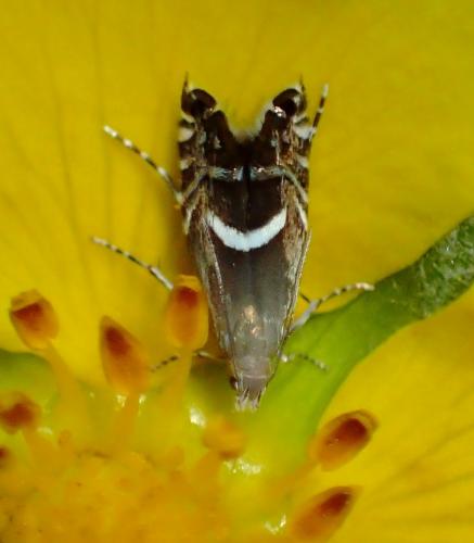 Glyphipterix forsterella